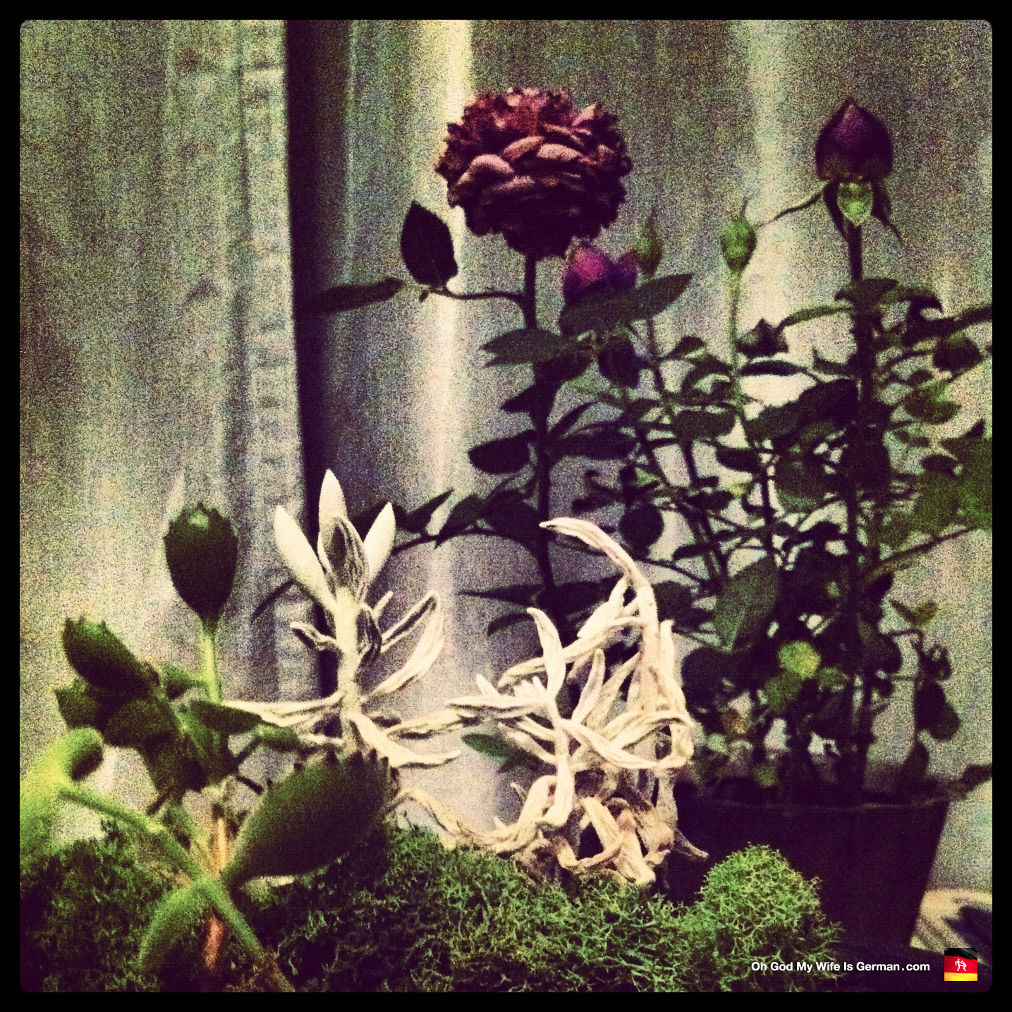 Tea rose behind miniature Chinese garden