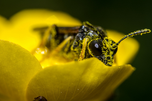 bee covered in pollen in a flower