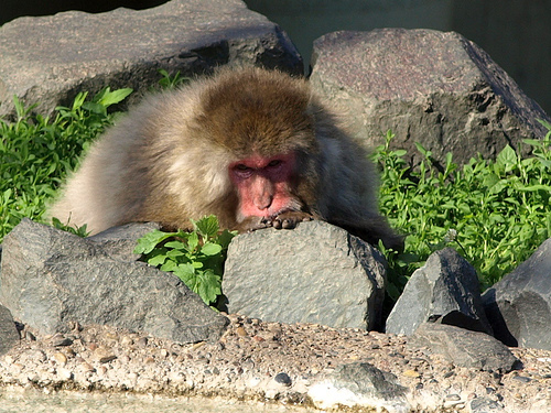 funny depressed monkey