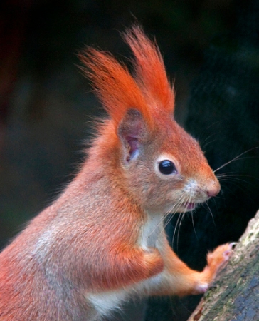 red squirrel in german