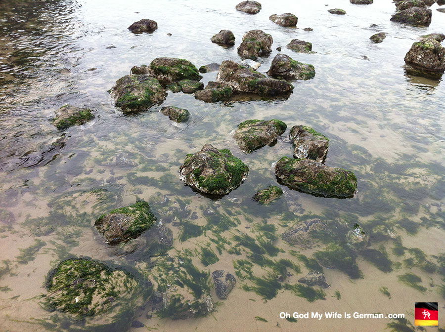 39-seaweed-covered-rocks-at-cannon-beach