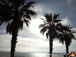 14-mallorca-palm-trees-silhouette-beach