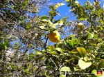25-lemon-tree-palma-mallorca-spain-close-up