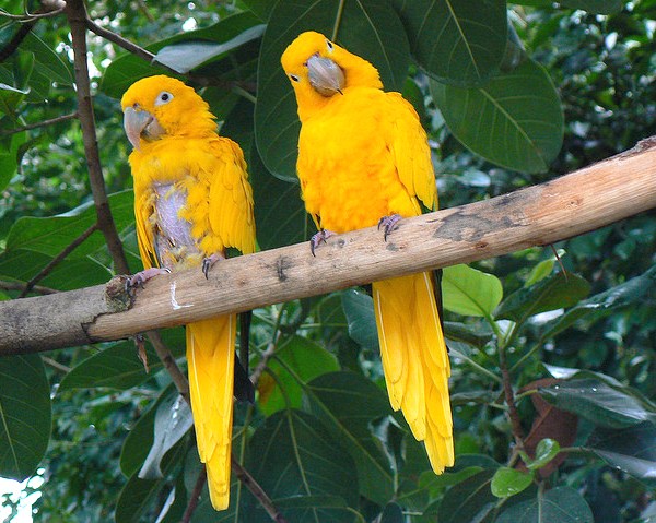 two-birds-with-one-stone-funny-parrots