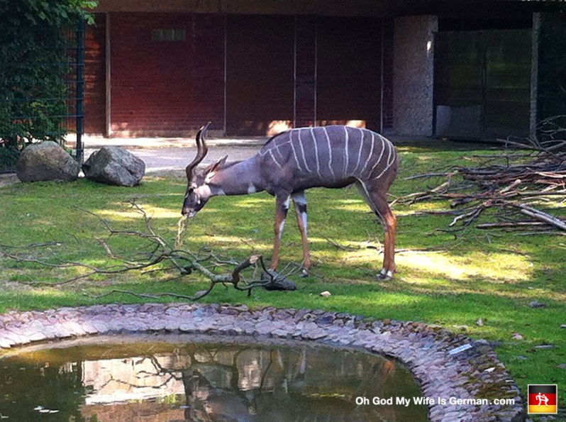 04-hannover-erlebnis-zoo-2014-germany