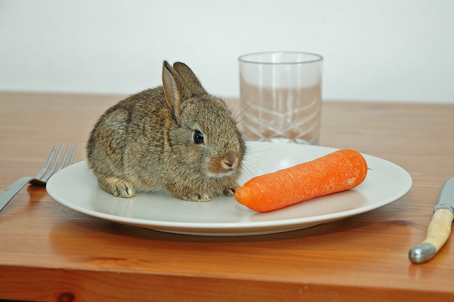 rabbit-eating-carrot-on-dinner-plate-funny-cute