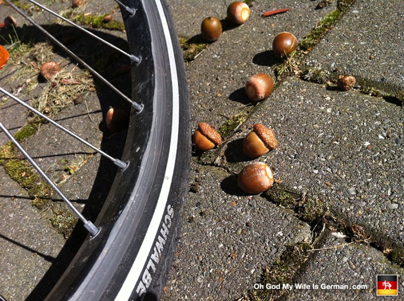 acorns-and-a-bike-tire-in-germany