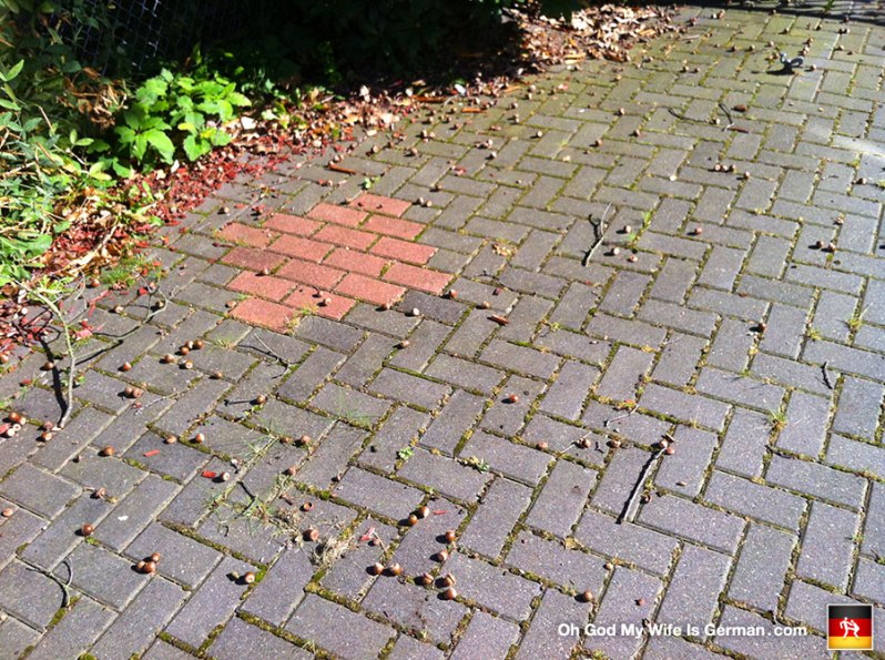 acorns-on-the-ground-in-germany