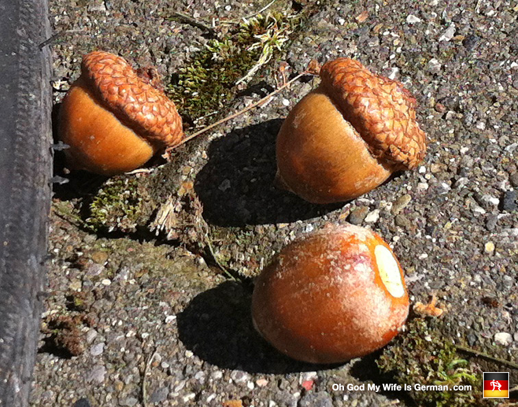 german-acorns-close-up