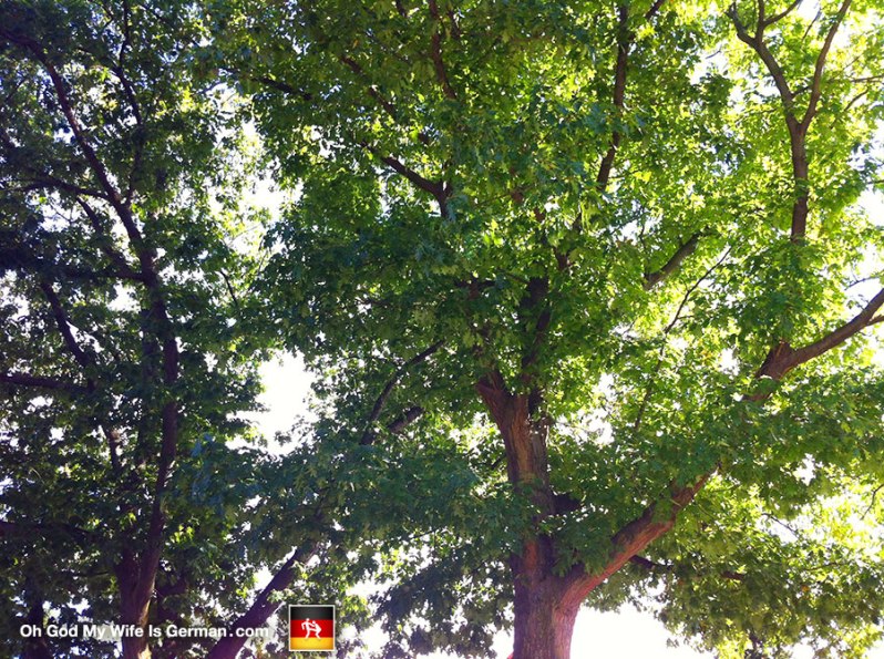 oak-trees-in-germany