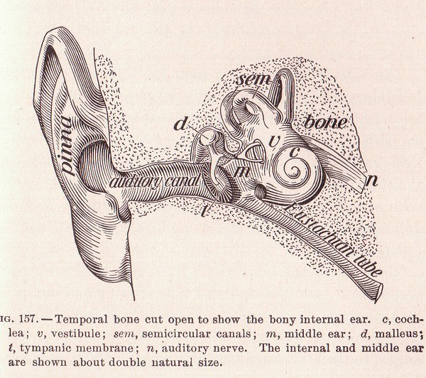 ear-diagram-drawing-offenes-Ohr-german