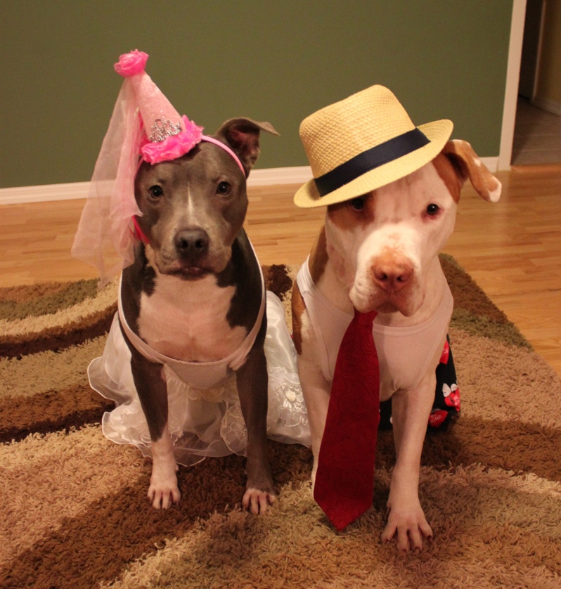 cute-pit-bulls-in-funny-costumes