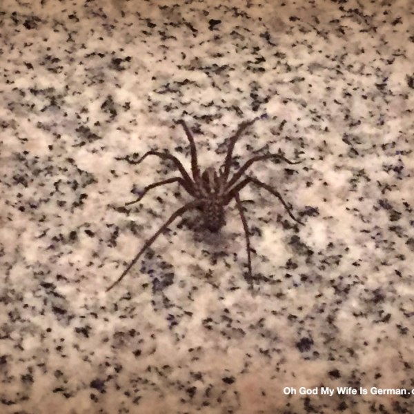 Giant German House Spider
