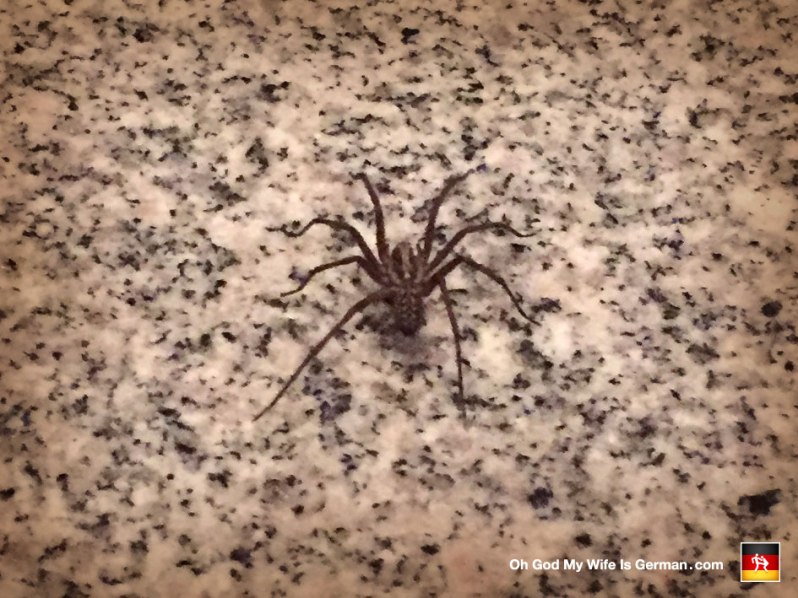 Giant German House Spider