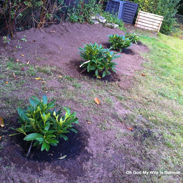 Planting-Growing-Baby-Rhododendrons-Germany