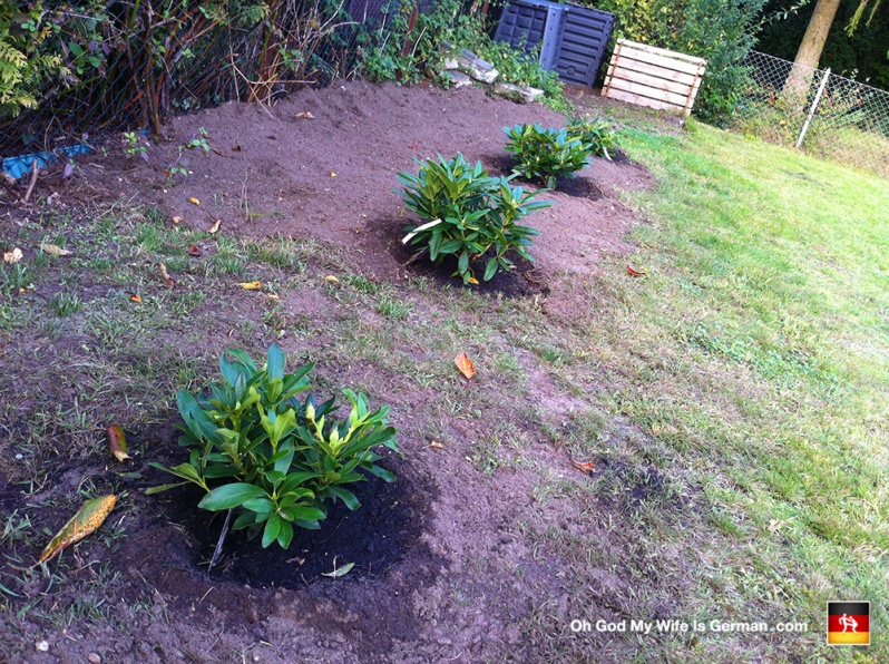 Planting-Growing-Baby-Rhododendrons-Germany