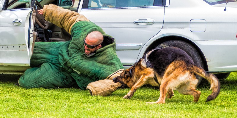 german-shepherd-police-security-dog-biting-twice-shy