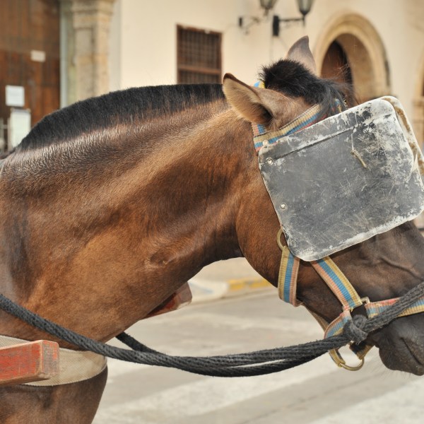 horse-blinders