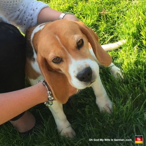 beagle-in-germany