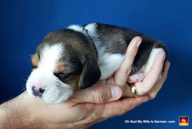 Beagle Puppies in Germany: A Heartstoppingly Adorable Experience – Oh ...