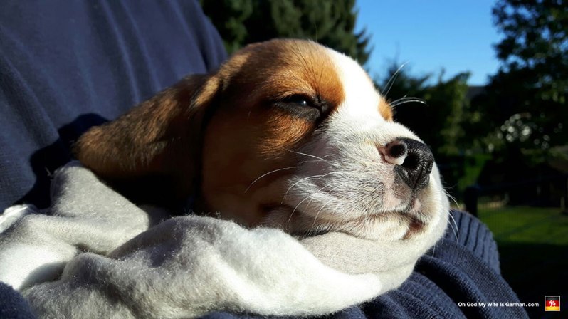 Beagle Puppies in Germany: A Heartstoppingly Adorable Experience – Oh ...