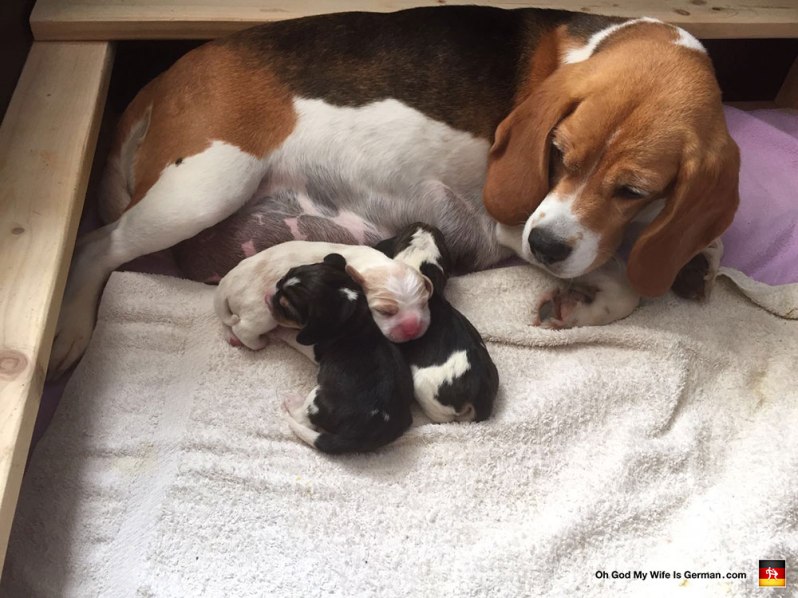 Beagle Puppies in Germany: A Heartstoppingly Adorable Experience – Oh ...