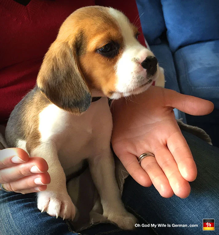 Our Beagle Puppy 7 Weeks Old