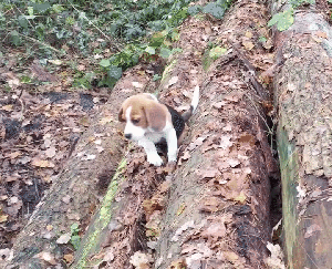 yeti-the-beagle-falling-off-logs