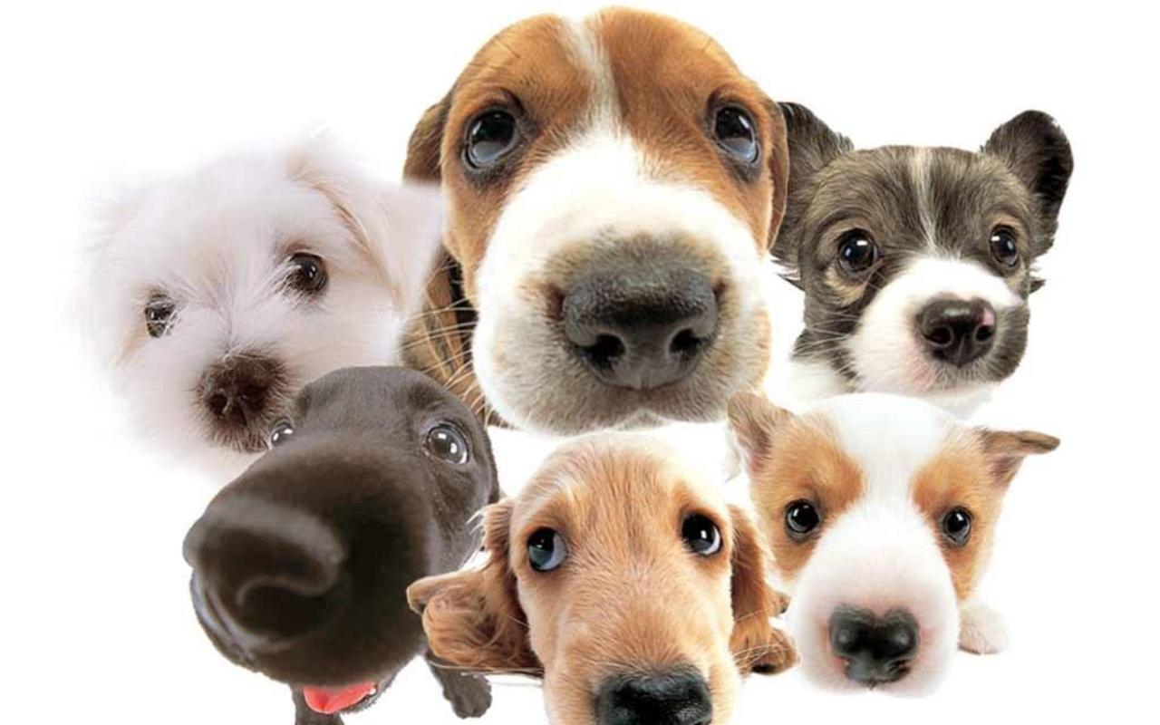 funny-cute-dog-faces-white-background-leinenzwang-germany-leash-law