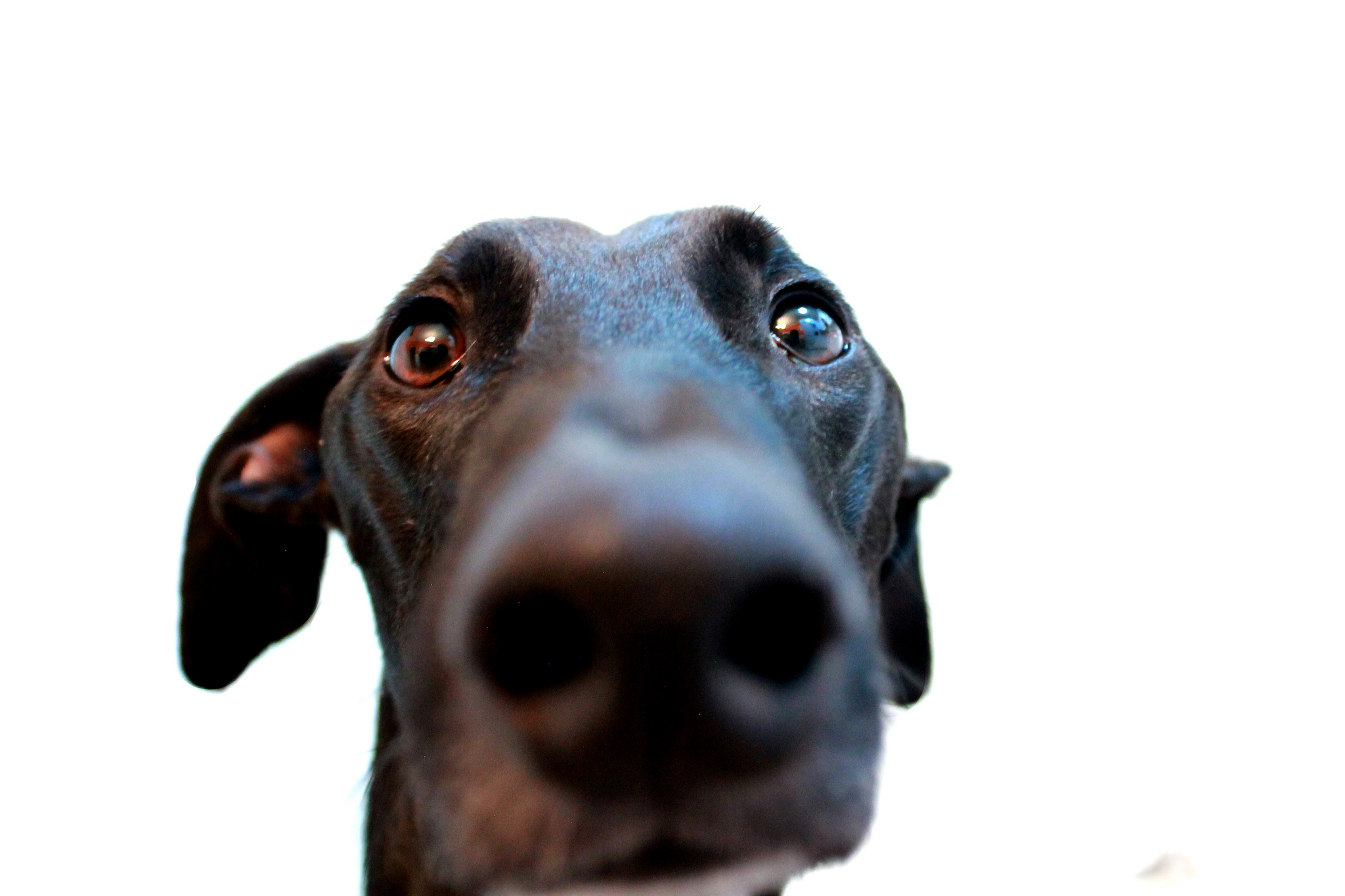 funny-dog-leash-law-germany