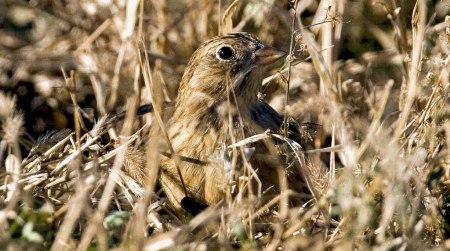 ground-nesting-bird